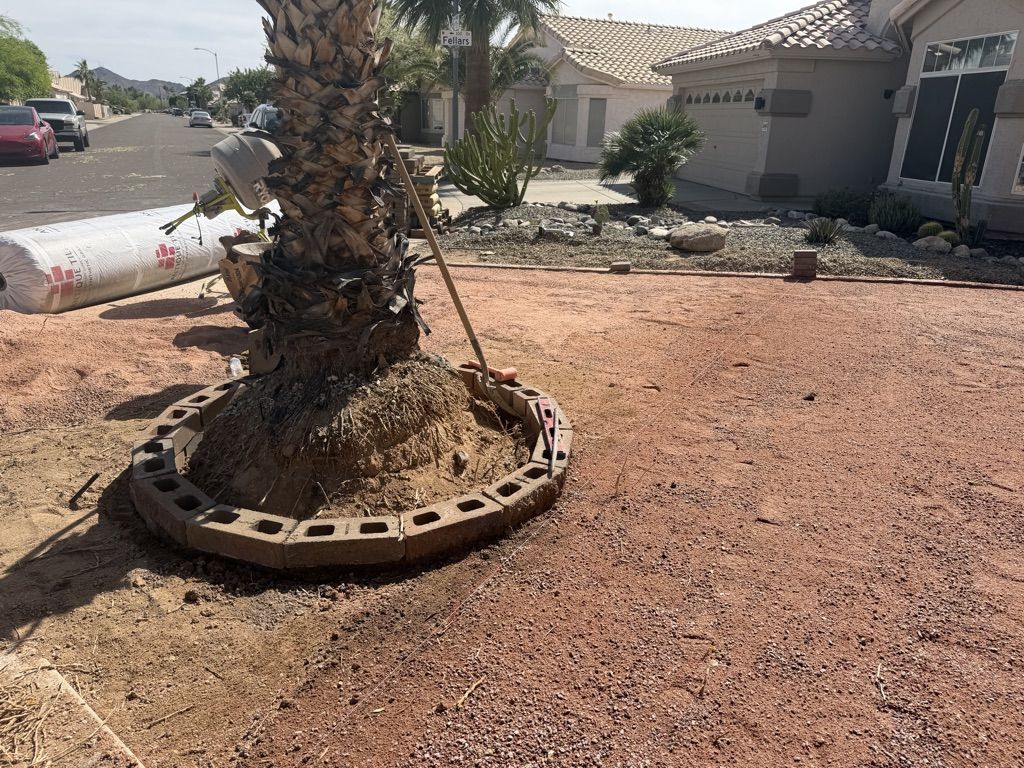 Paver ring being set around a palm on a graded yard